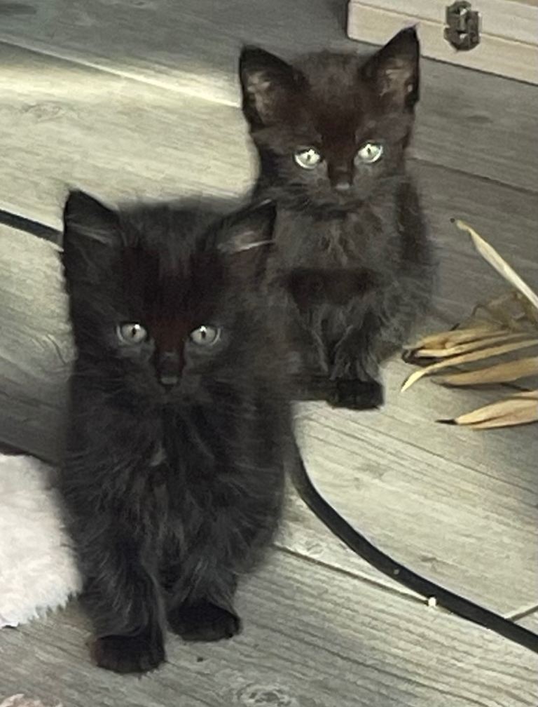 Gorgeous black kittens