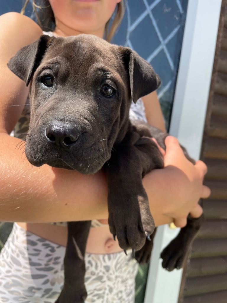 Shar pei x Labrador pups 