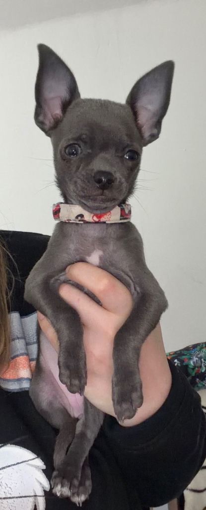 Blue lilac  Merle chihuahua puppies 
