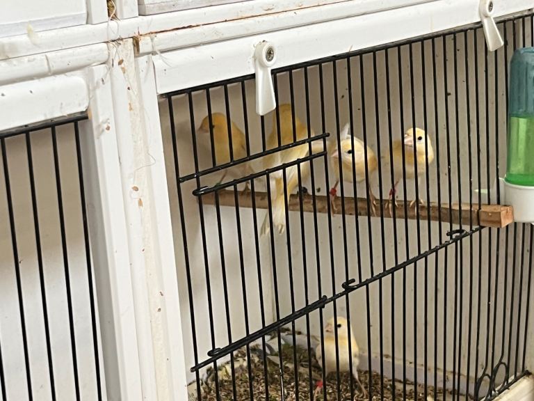 Mosaic Canaries for sale.
