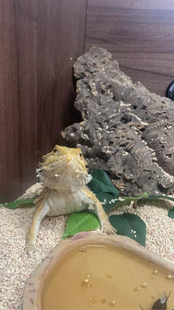 Bearded dragon plus vivarium 