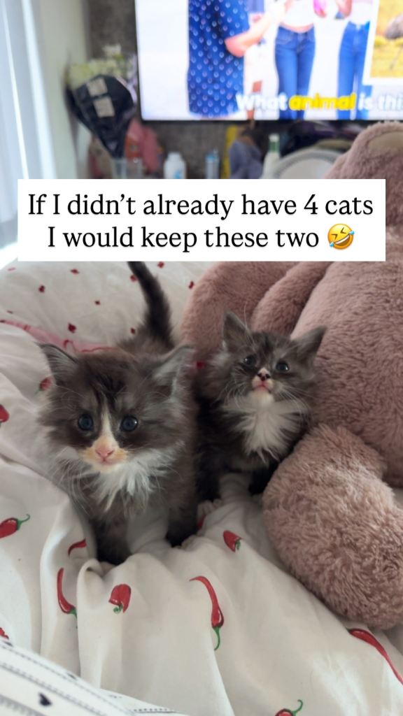 Maine coon kittens 
