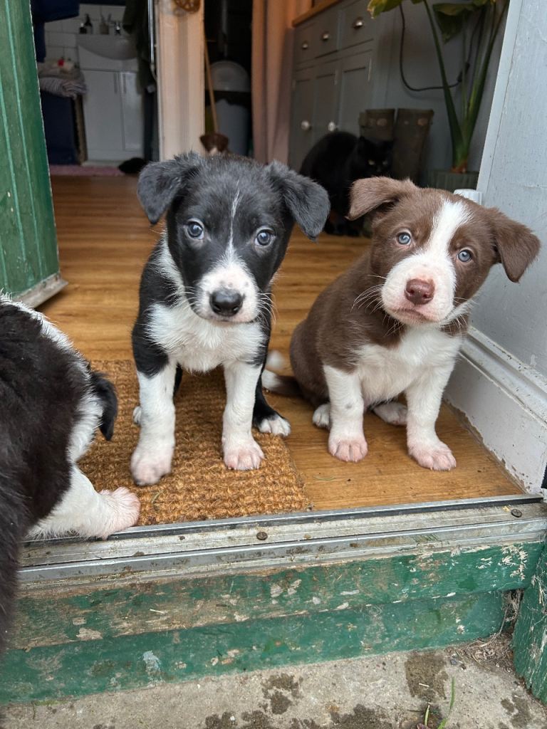  Beautiful collie puppies