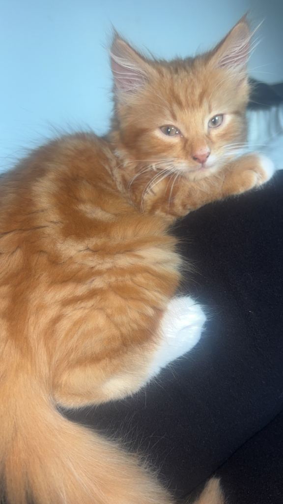 Kittens 