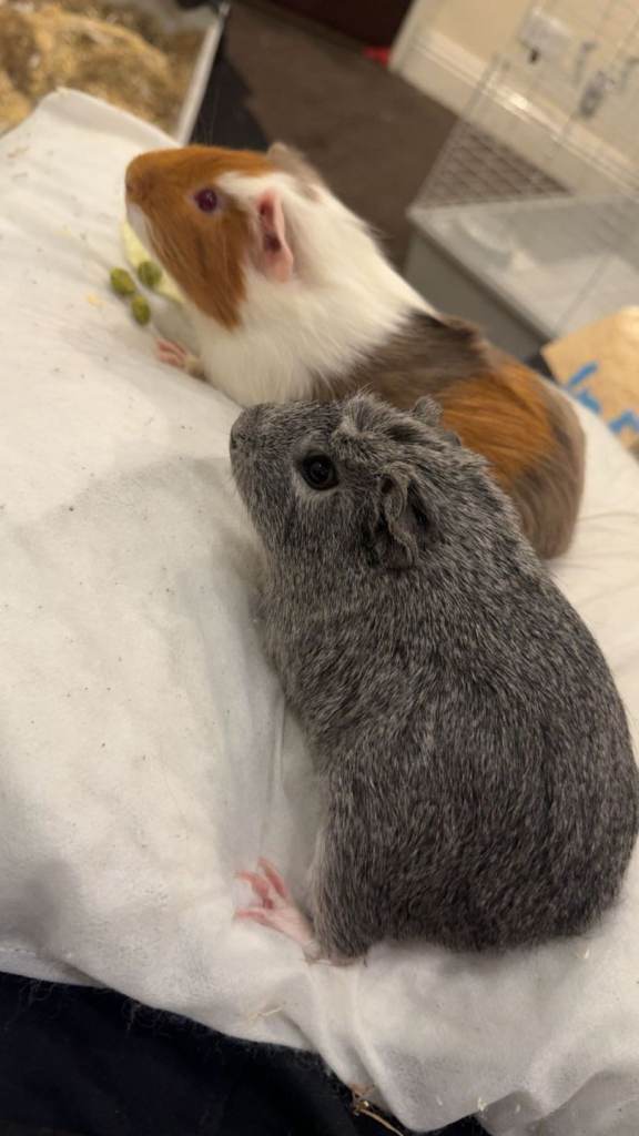 x2 Guinea pigs with cage £90 O.N.O