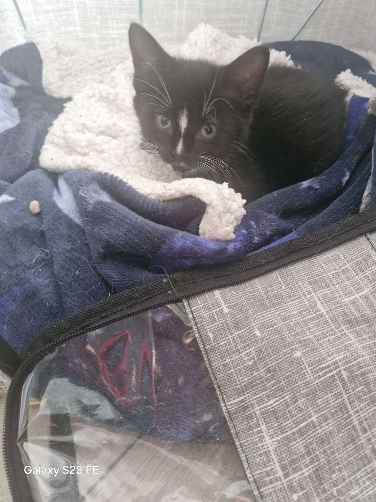 Sweet little bundle of joy – cute kitten ready to melt your heart!