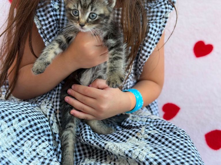 Adorable kittens for sale 