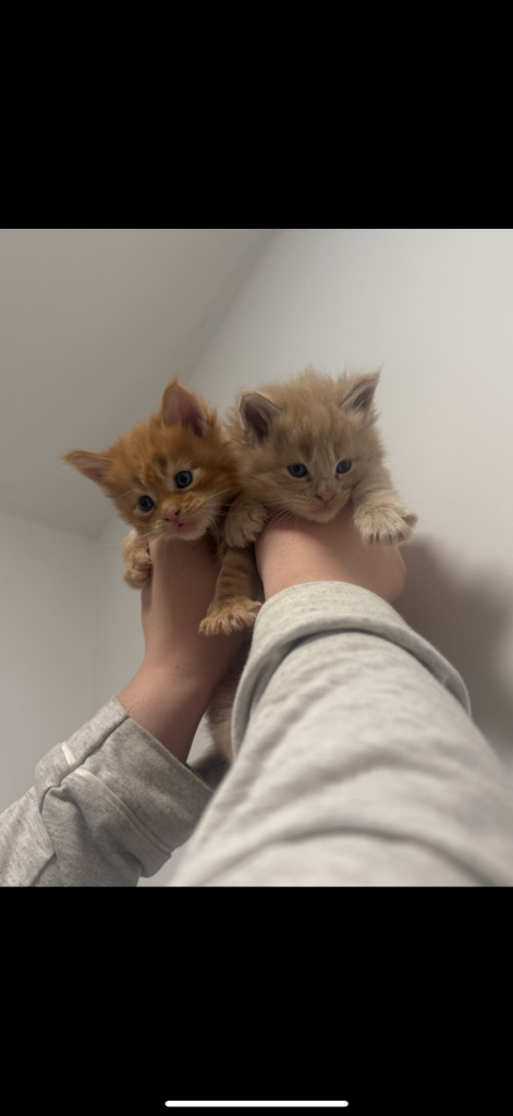 image for Maine coon kittens 