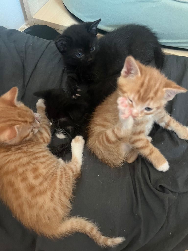 6 weeks old kittens ready soon