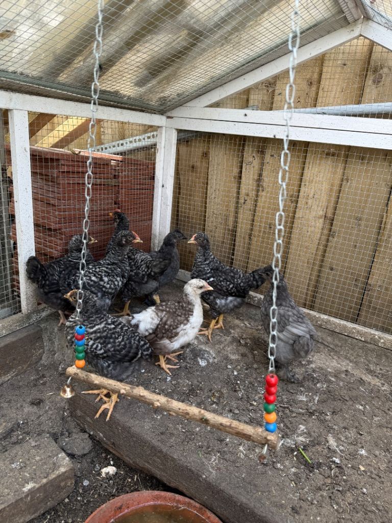 Chicken chicks for sale 