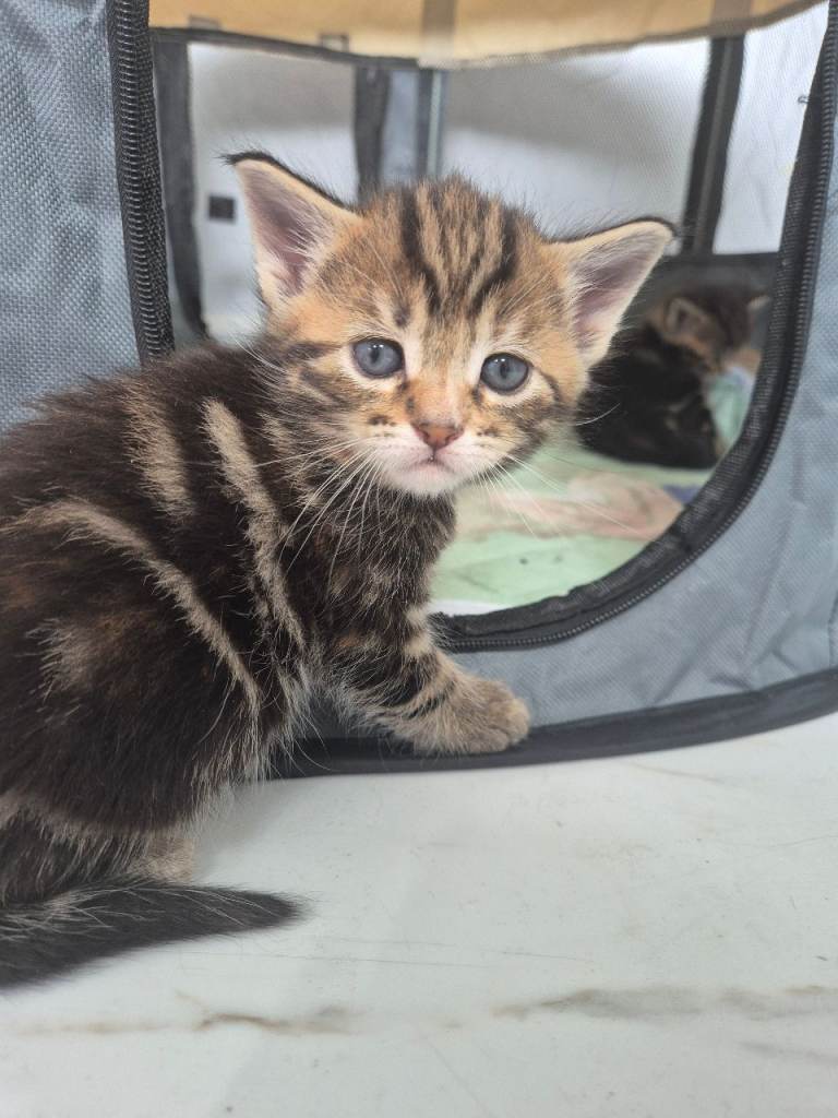 Beautiful Maine Coon X Ginger Kittens - Forever Homes