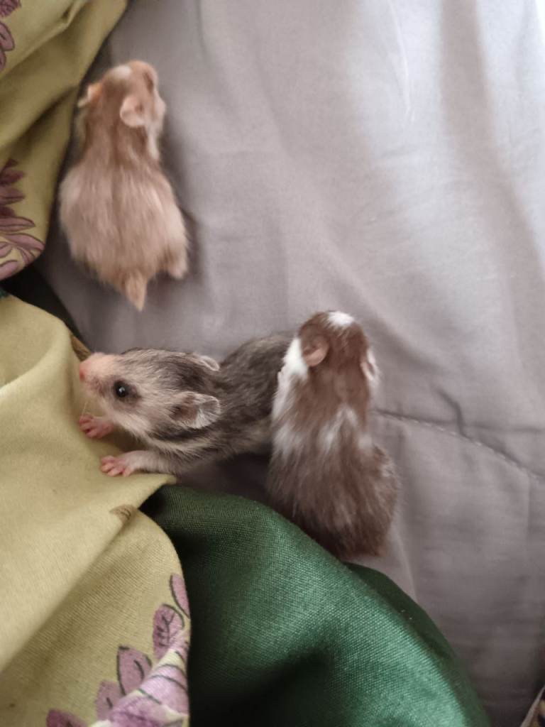 Baby hamster 