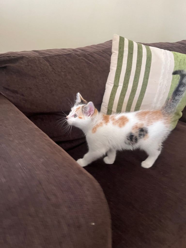 8 WEEK OLD KITTEN LOOKING FOR NEW HOME 