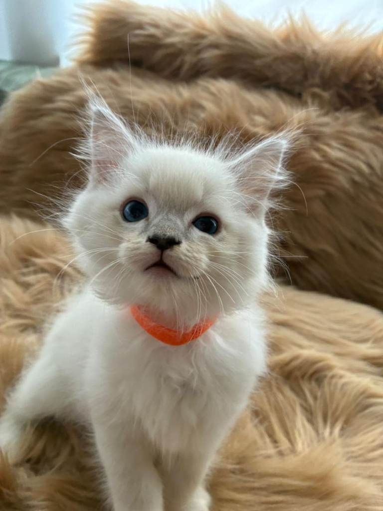 7 Beautiful blue eyed ragdoll kittens 