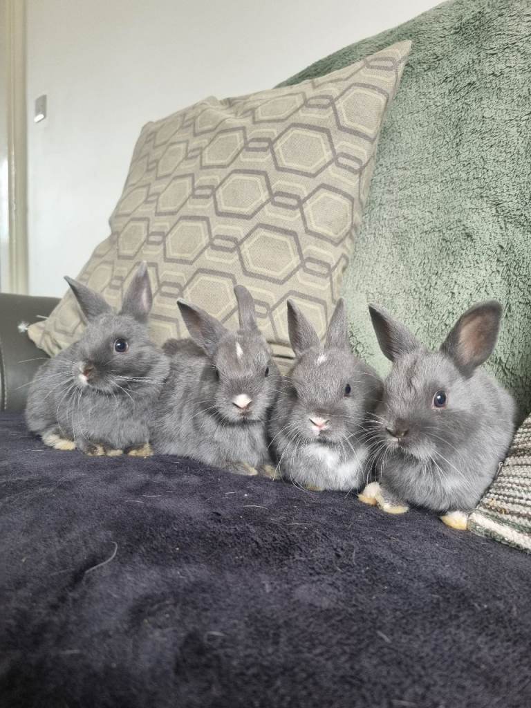 Netherland dwarf rabbits for sale
