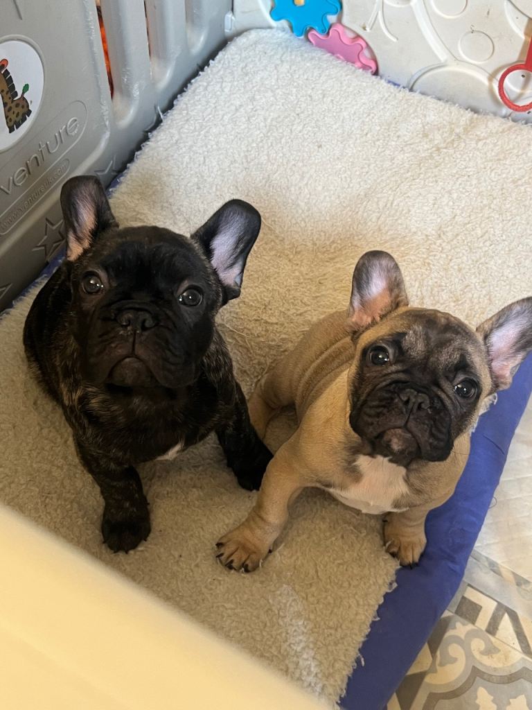 French Bulldog Puppy Brindle - Show Quality