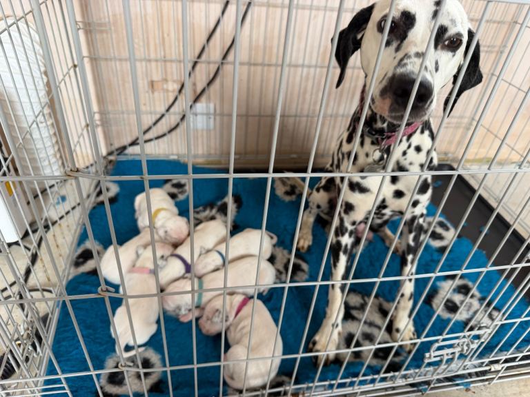 Pedigree Dalmatian puppies 