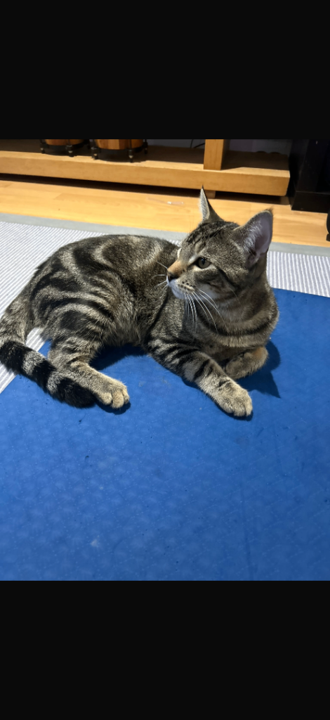 Cat to be rehomed