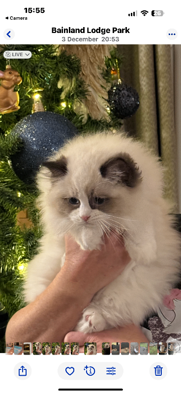 GCCF/TICA registered Purebred Ragdoll Kittens Champion Line 