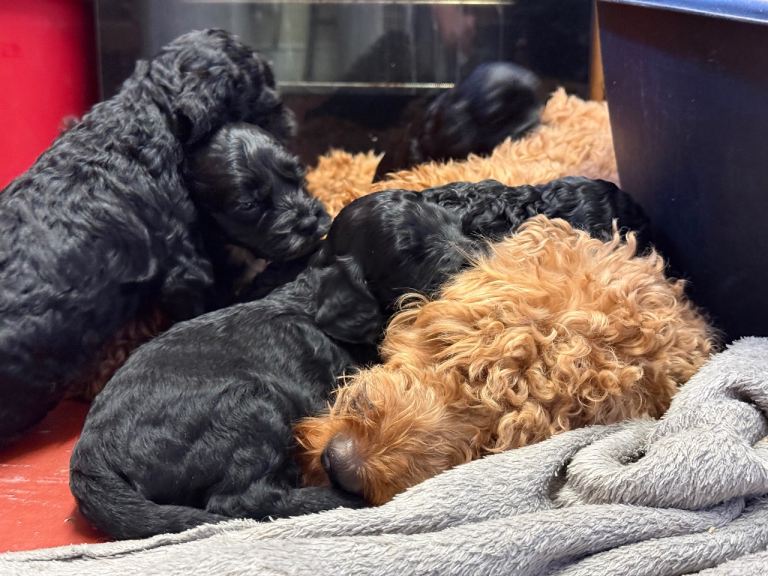 We have 4 very cute F2 Cockapoo’s puppies
