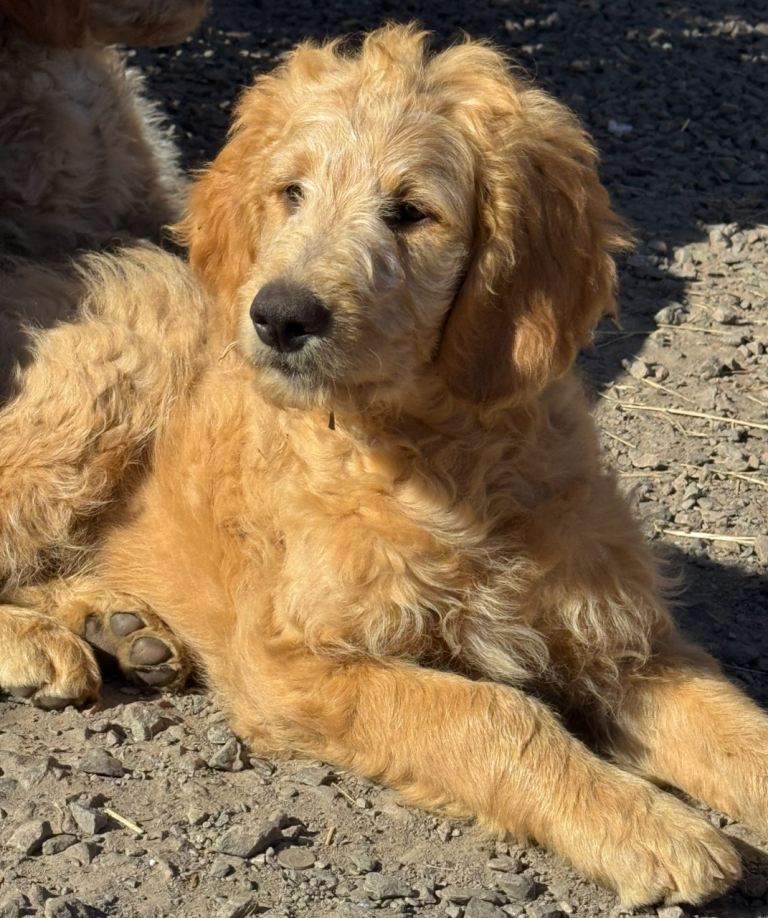 Goldendoodle puppies last boy remaining 