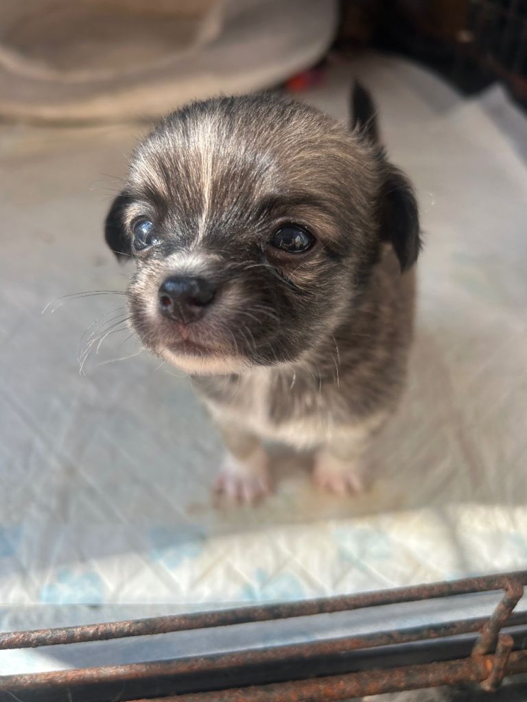 Long haired chihuahuas..2 male