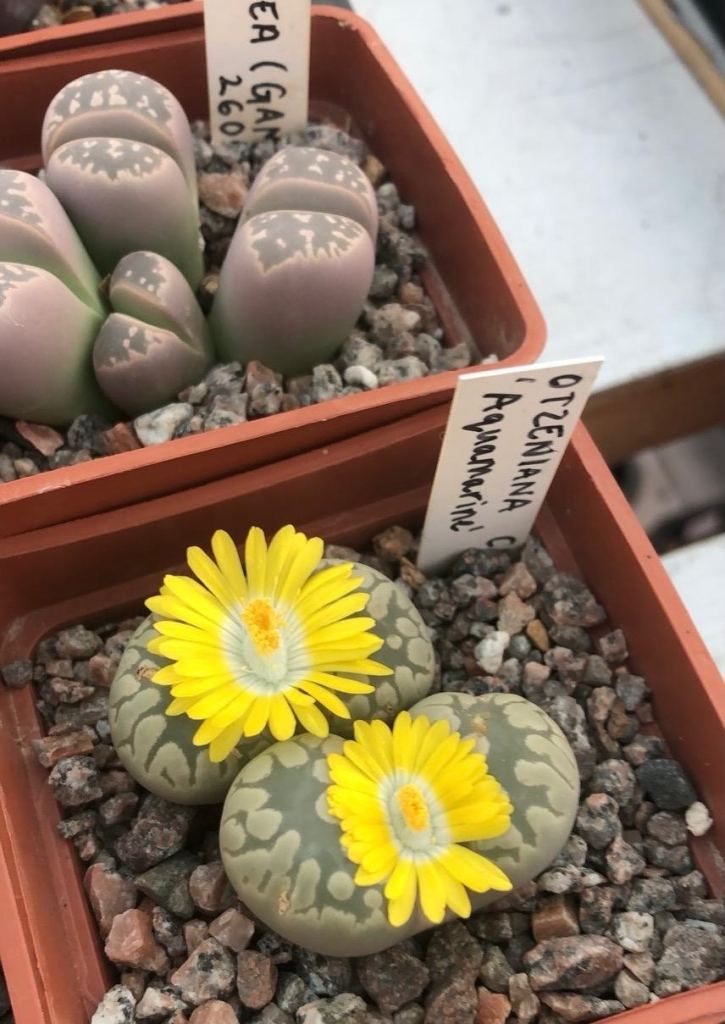Succulent plants 