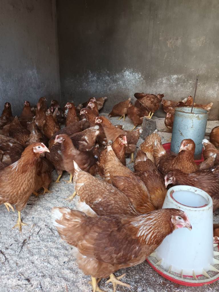 Isa brown pullets coops drinkers and feeders for sale 