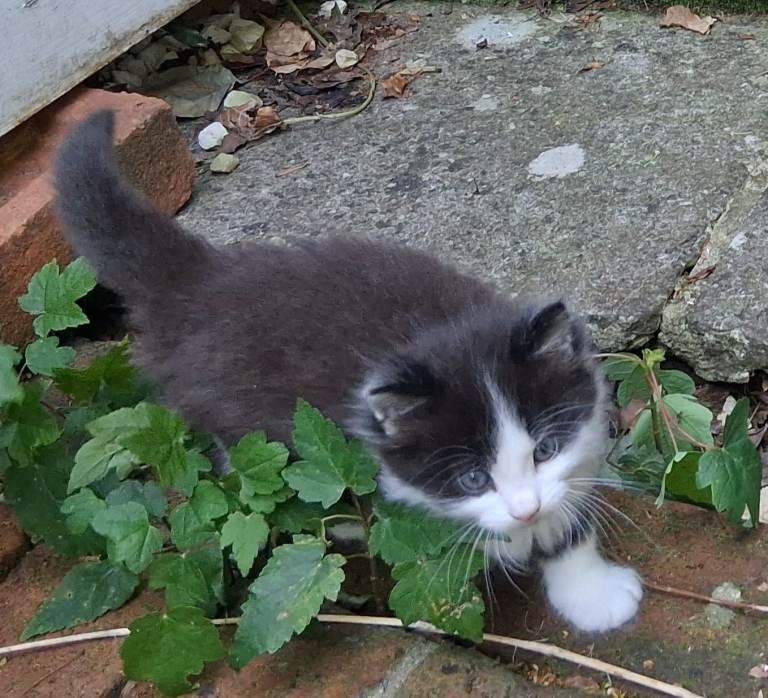 3 Black and White and 2 Black Fluff Kittens - Available NOW