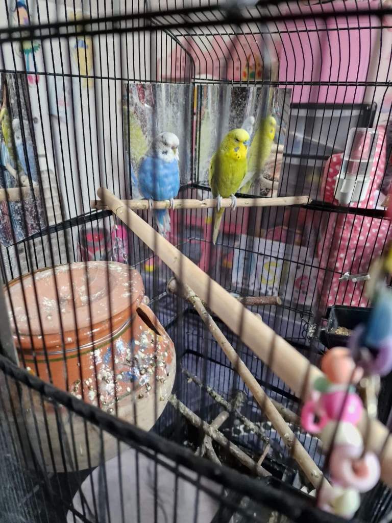 1Pair of Budges For Sale 