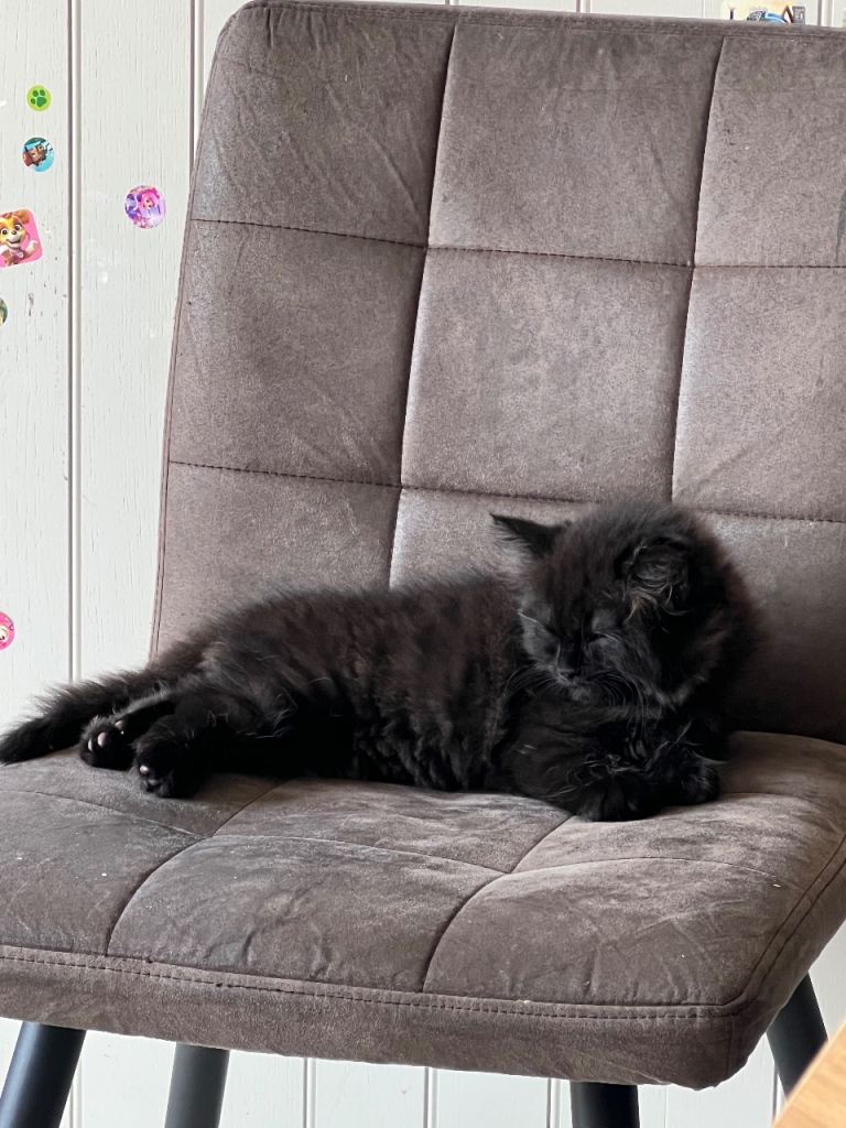 kittens looking for home