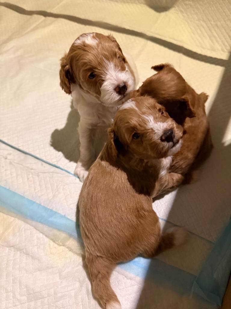 Toy Poodle x Cockapoo Puppies Family Raised