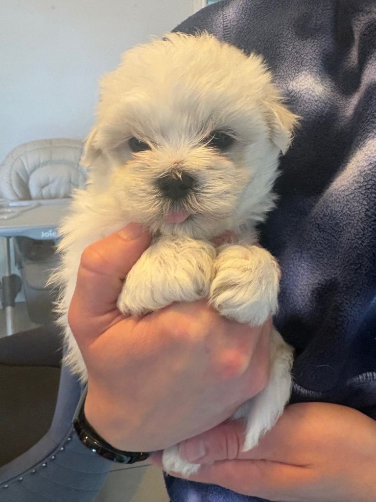 Maltese puppies
