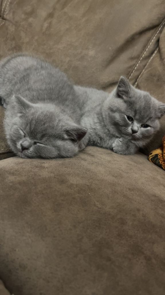 Pure British shorthair kittens for sale 