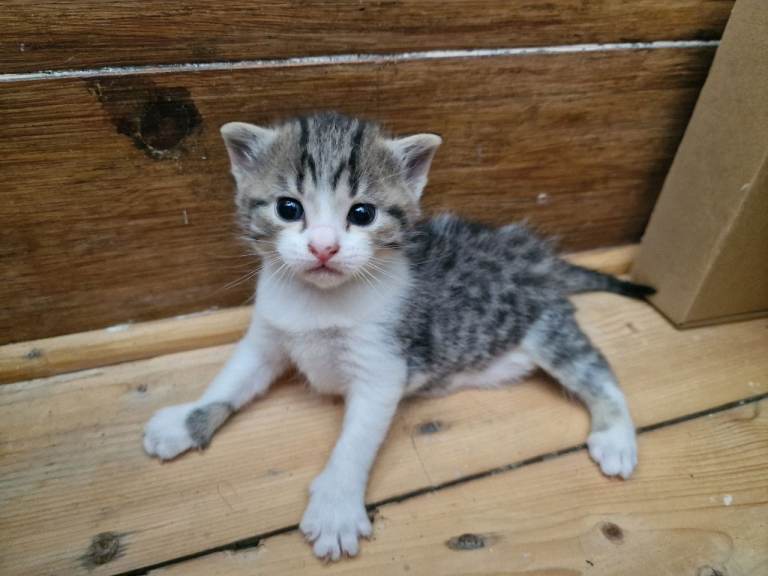 Lovely kitten for sale