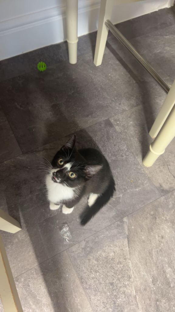 Beautiful Boy Cat 