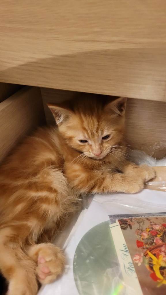 Available Beautiful ginger girl is  looking for their forever families 