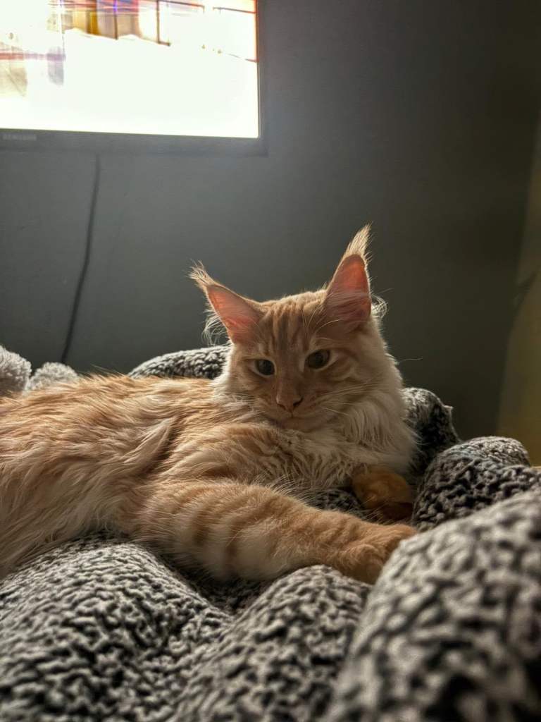 Male mainecoon 