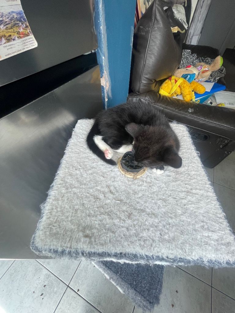 Kitten