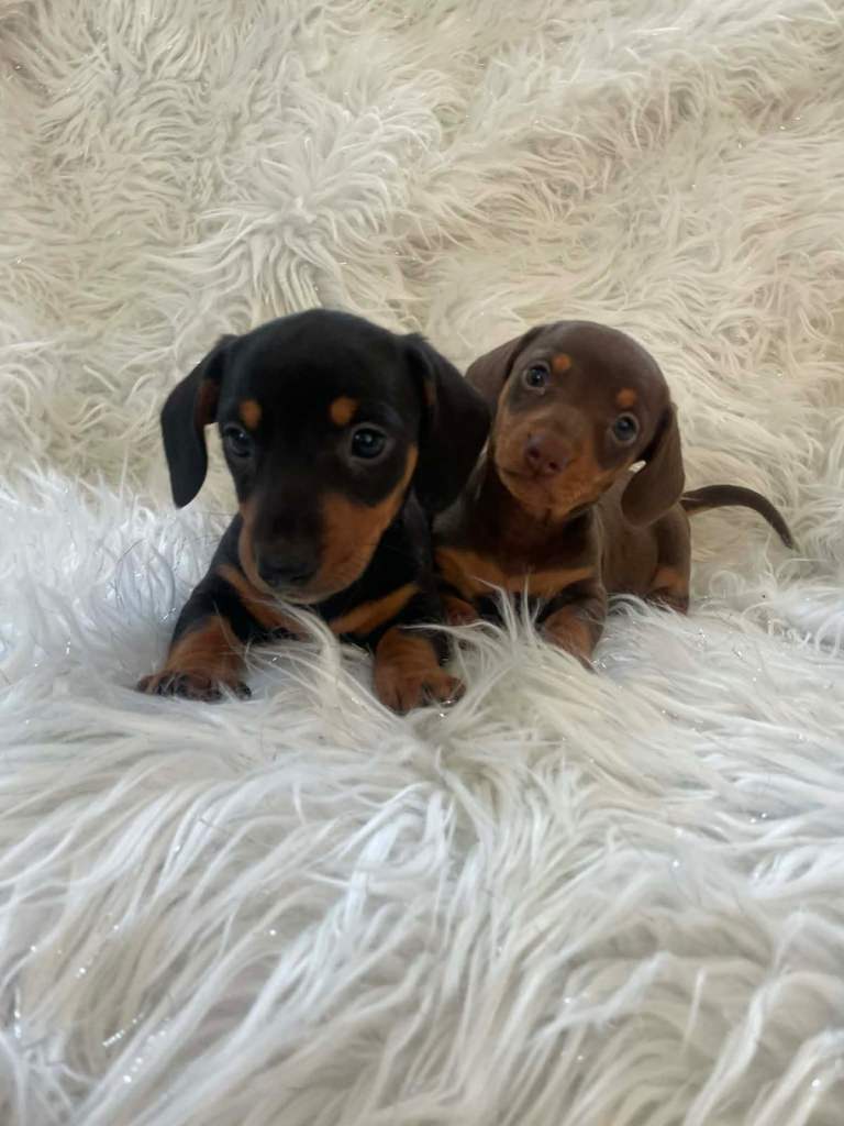 Miniature Dachshunds in Llanrumney