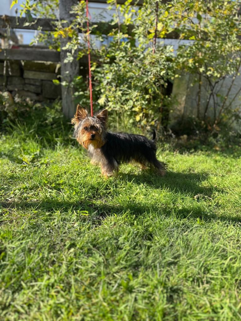 ADORABLE 6 MONTH OLD YORKSHIRE TERRIER BOY