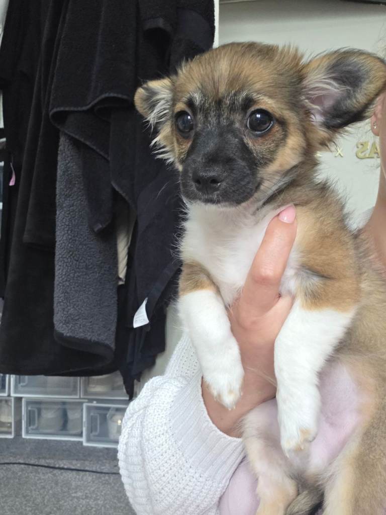 Toy size Chihuahua x Bichon