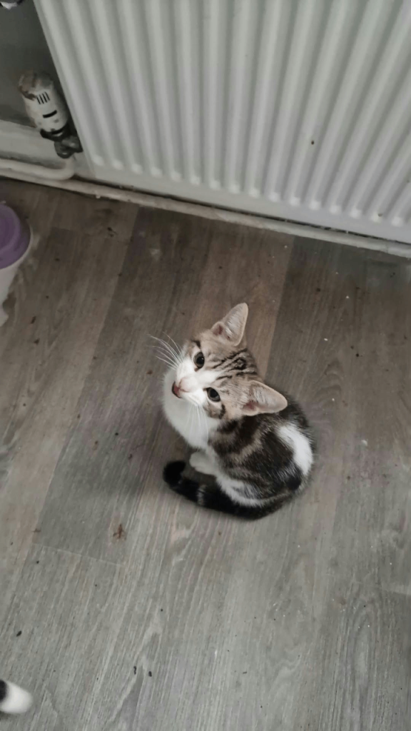 2 kittens for sale 