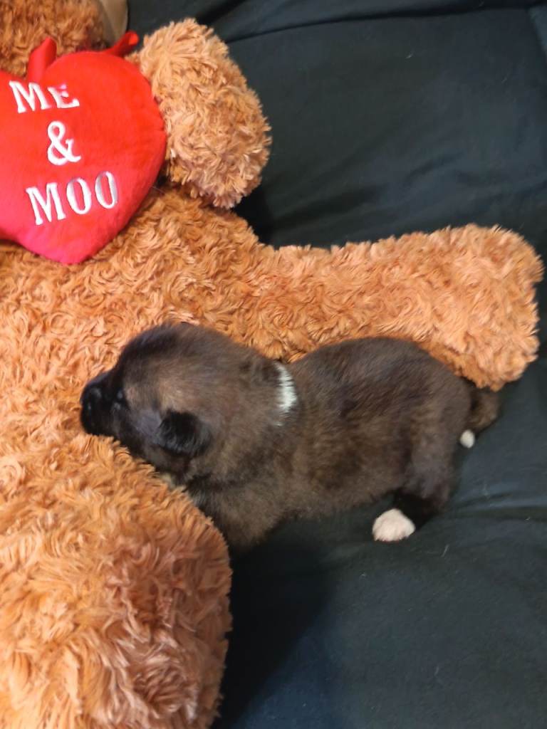 American akita puppys