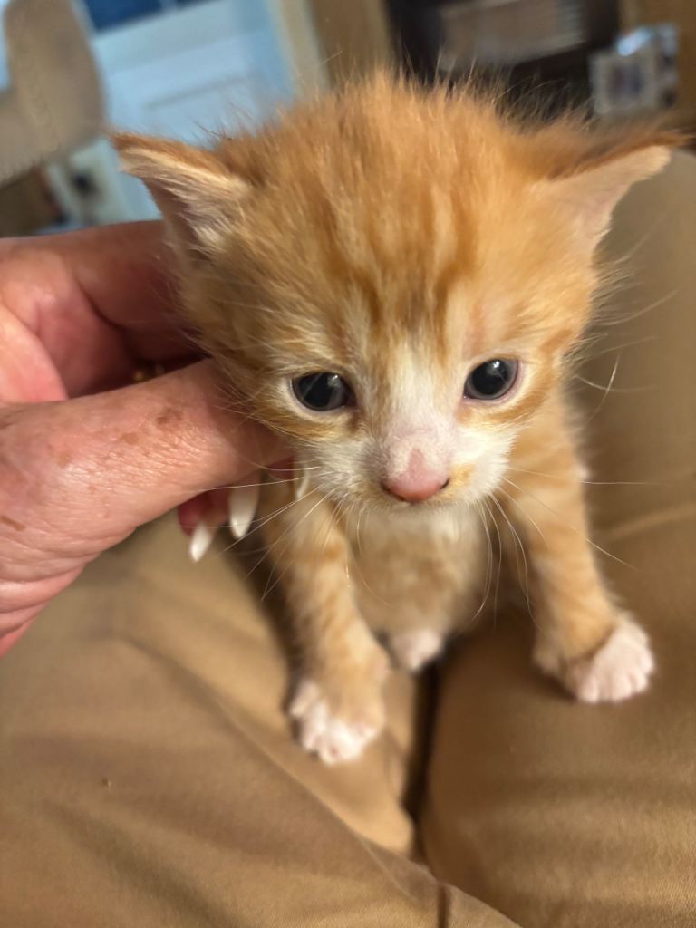 Kittens looking for there forever home 