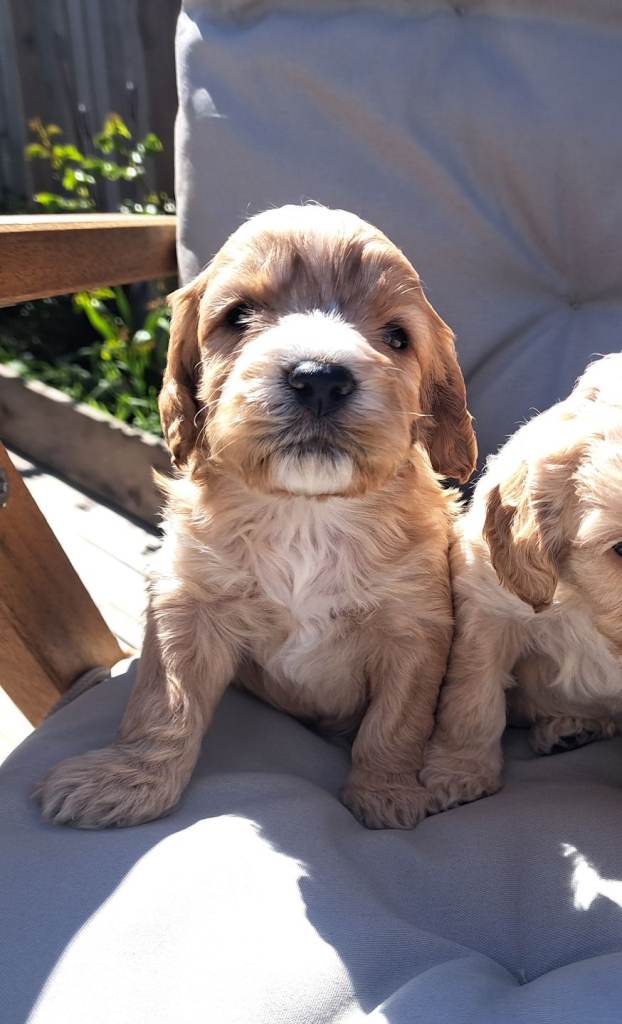 F1 cockapoo puppies for sale 