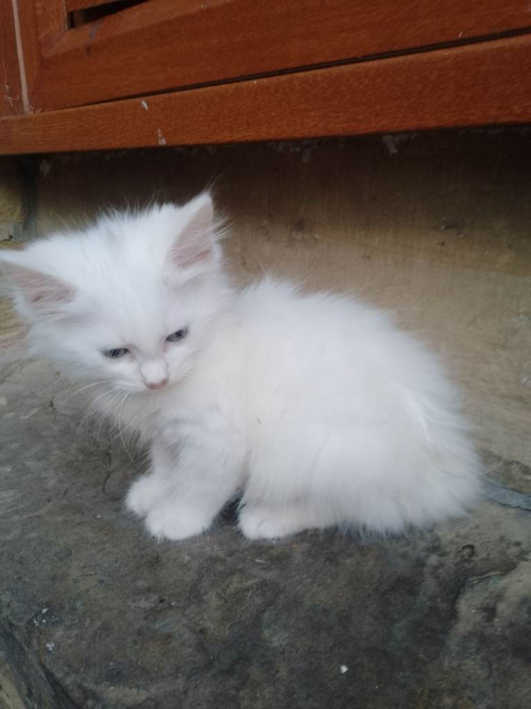beautiful Turkish angora kittens 
