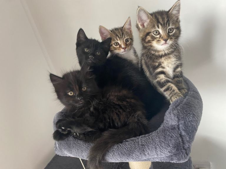 Kittens for sale