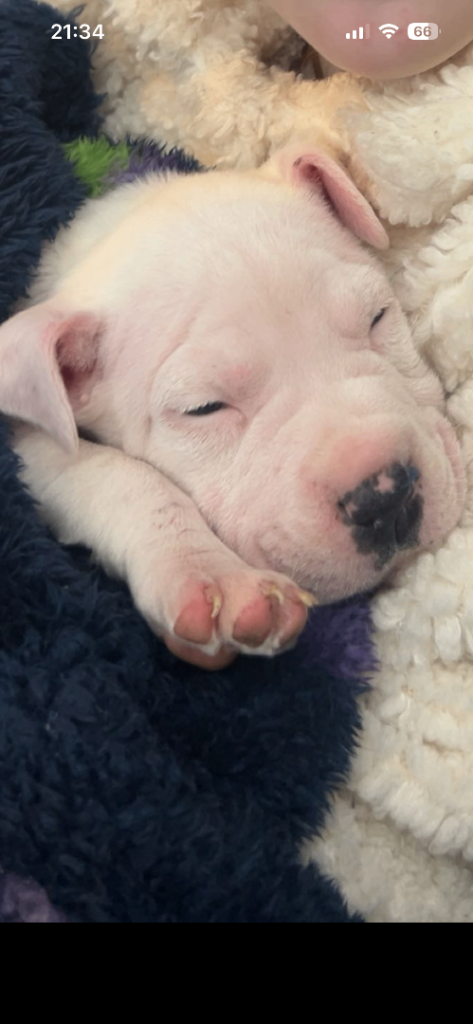Puppy 