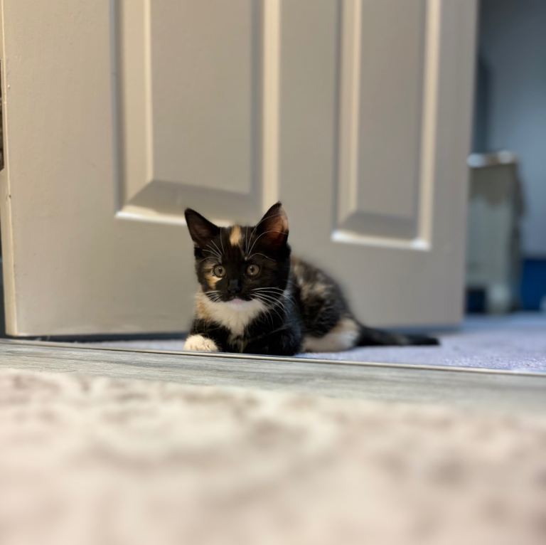 Kittens ready to leave